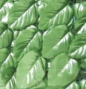 SIEPE SEMPREVERDE LAURO CON RETE OMBREGIANTE MT.1X20ML